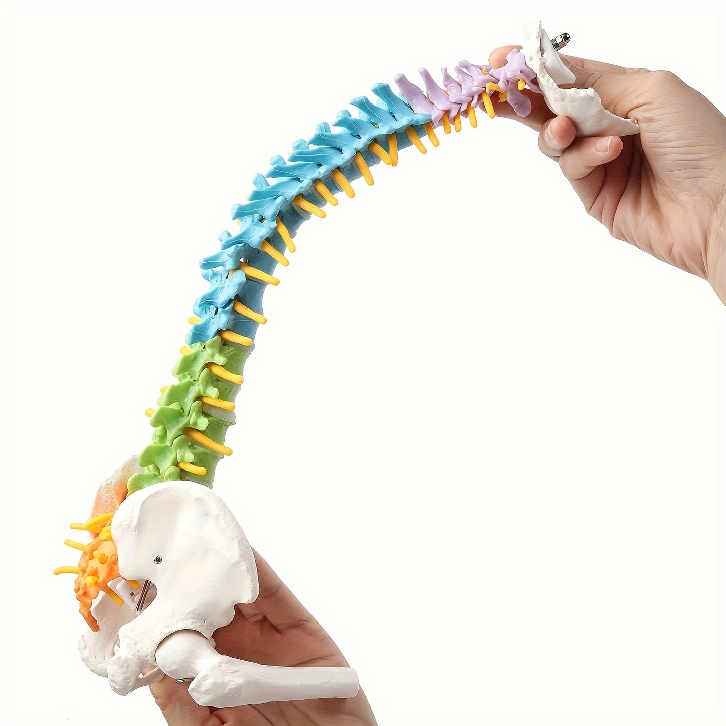 Full-size colored spinal model made of flexible PVC for medical and art studies.