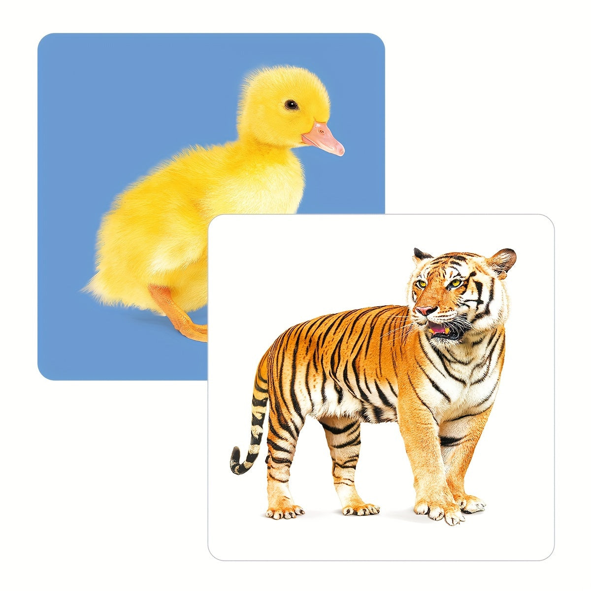 Montessori animal flashcards for toddlers promote early brain development with 24 animal pictures on 12 double-sided cards. Ideal for kids aged 2-10.