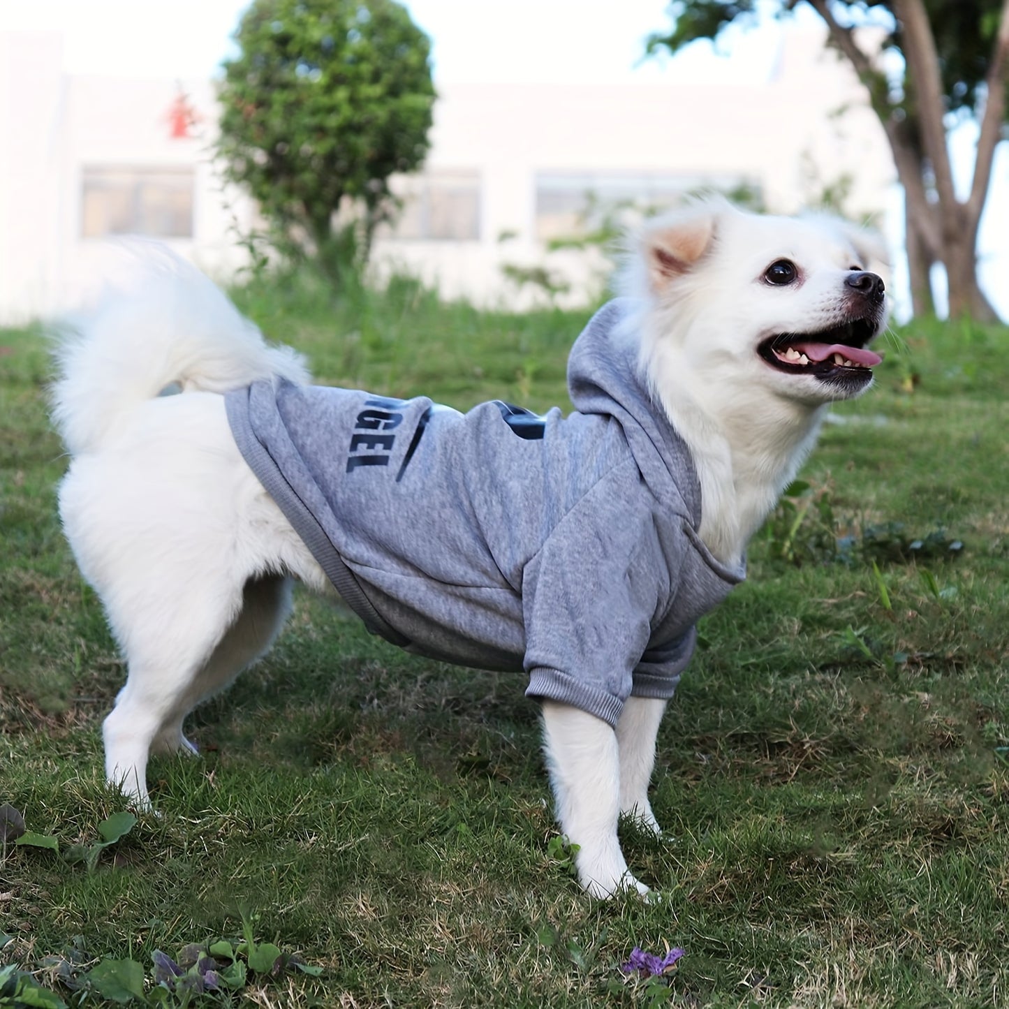 Stylish pet hoodie for fashionable dogs.