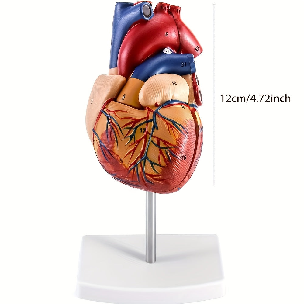 Deluxe life-size heart model featuring 34 structures, magnetic design, mounted display base, and detailed manual.