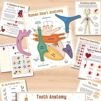 1pc Human Anatomy Busy Book - Interactive Organ Matching Activity, Educational Birthday Gift for All Ages, Quiet Travel Edition