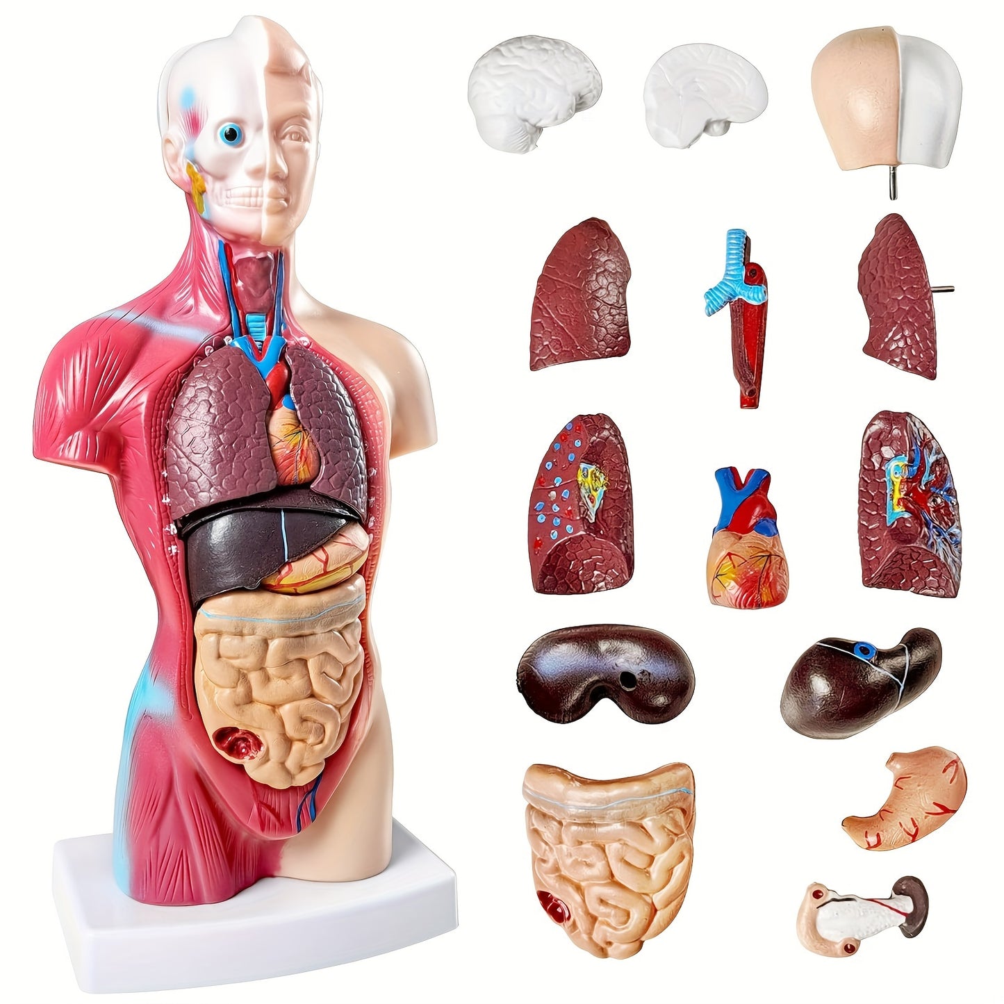 Human anatomy model with detachable organs, 26.67cm tall. Made of durable PVC material. Perfect for medical students and educational displays.