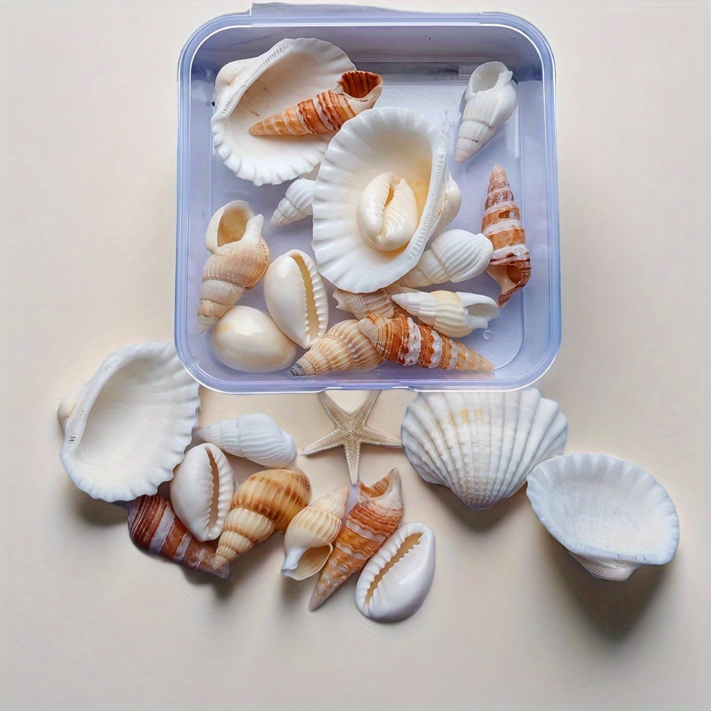 Seashell and conch mix for aquarium decor, DIY fish tank ornaments, and crafts.