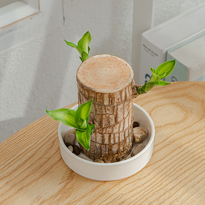 The Brazilian wood tray includes a mini white ceramic saucer for pots, which can be used for office desk decorations, as a base for flower pots, or as office decor. Plants are not included.