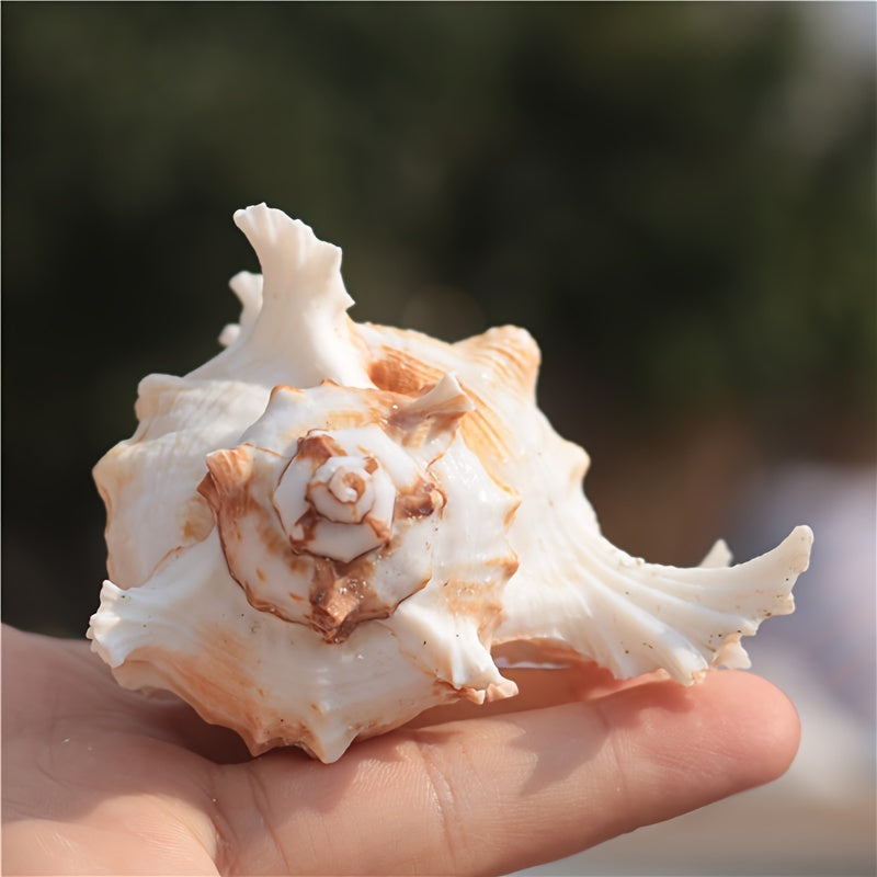 Mediterranean style small aquarium ornament made from natural conch shell and snail chrysanthemum design; Thousand-Handed Snail Chrysanthemum Snail Conch Shell Aquarium Decoration