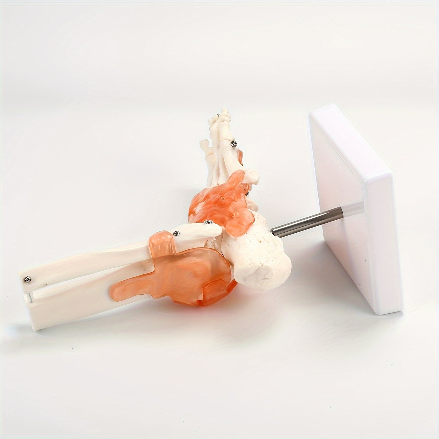 1pc Plastic Human Ankle Joint Model with Ligaments - 1:1 Scale, Chinese Medical Teaching Tool.