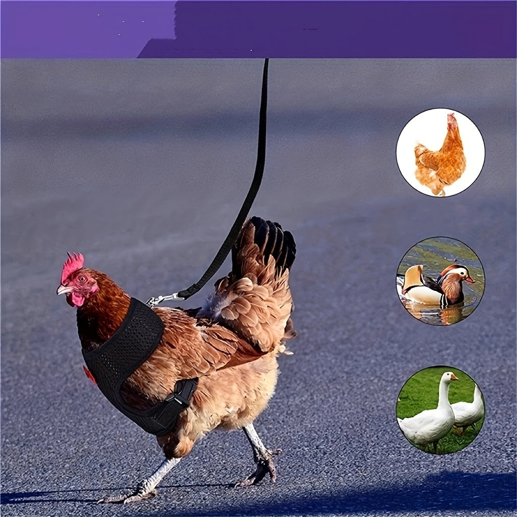 New adjustable chicken chest harness with leash for poultry training.