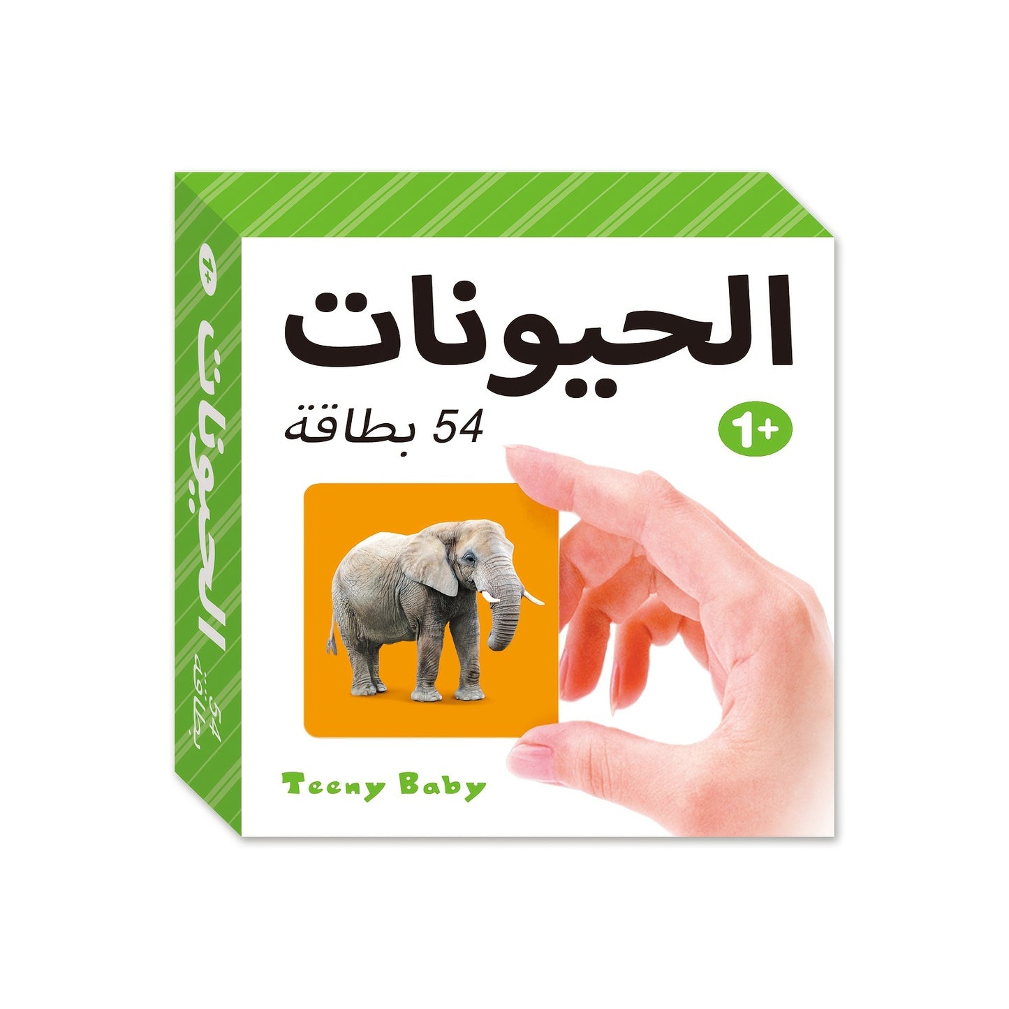 TEENYBABY 54-Card Arabic Language Learning Flashcards for Kids, Educational Animal Cards for Children Ages 1-6, Published by Sunshine Children'S Educational Association on 2023-09-22