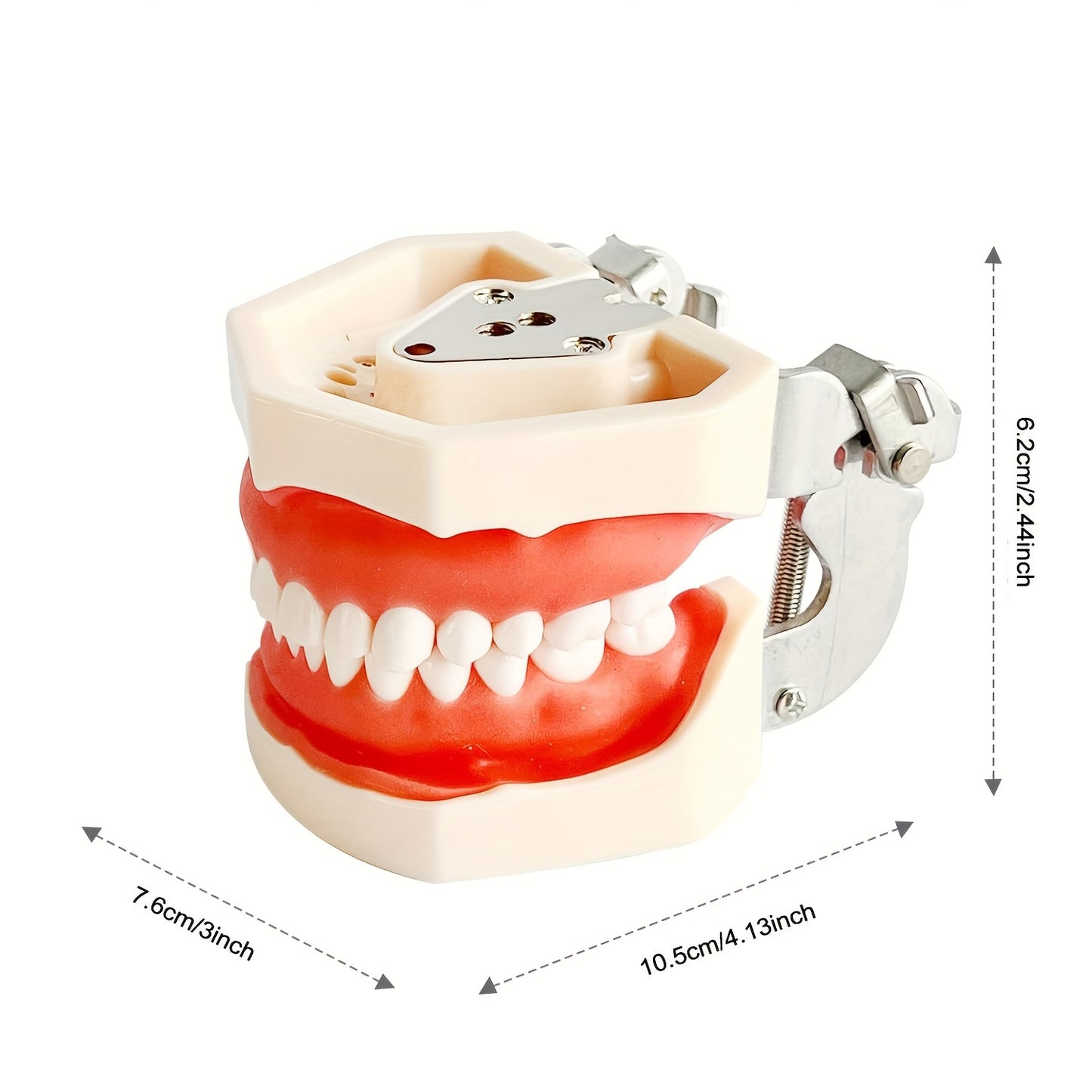 Дентальная учебная модель с съемными зубами и винтом, изготовленная из термопластичной резины с мягкими деснами для практики.