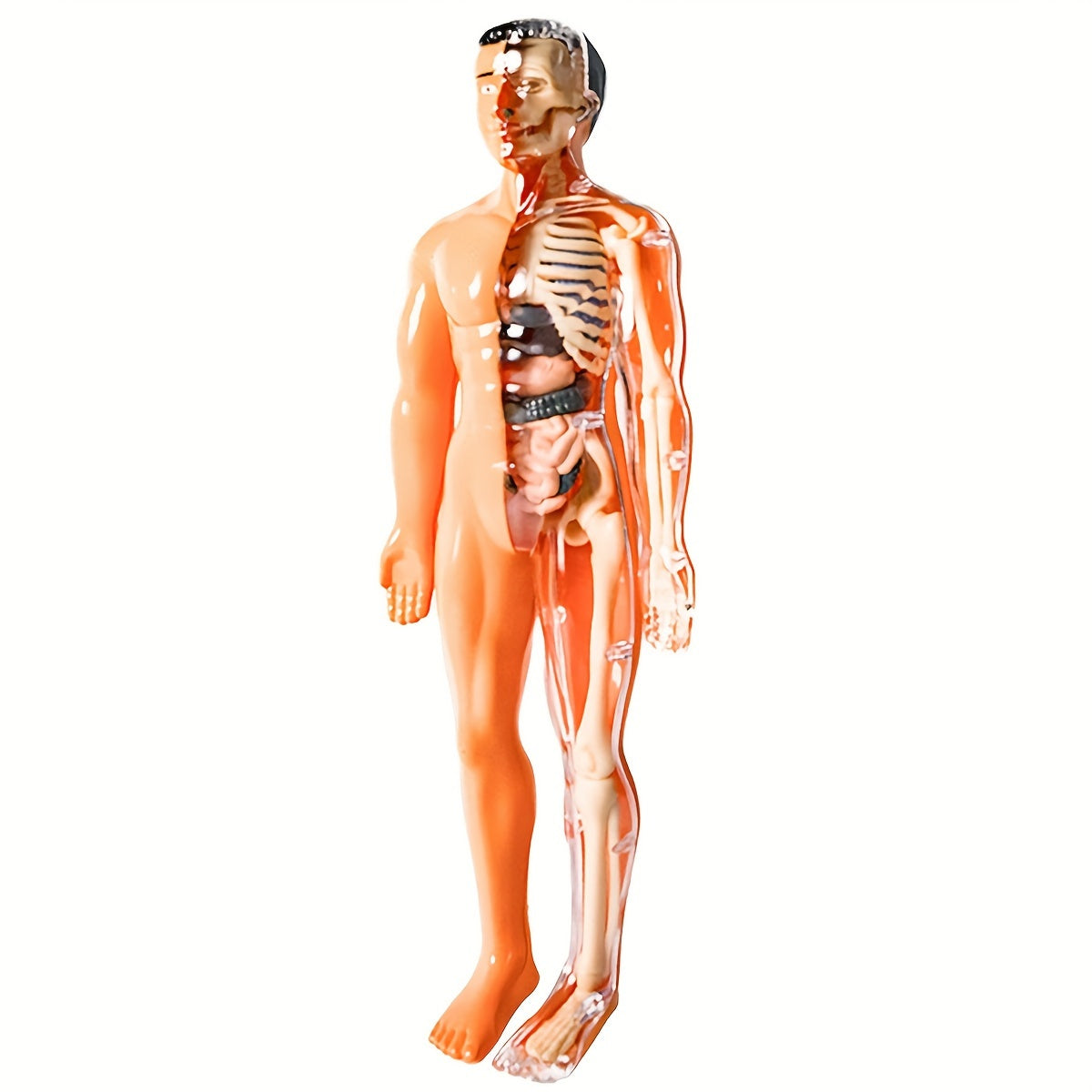 Educational human anatomy model kit with clear plastic skeleton and detachable organs. Includes English language instructions for science classroom use.