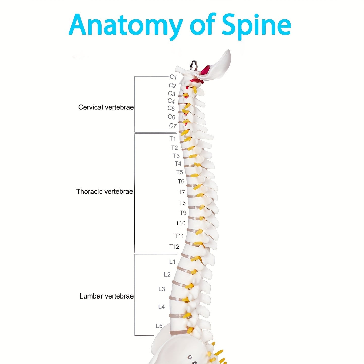 Мини 43,18 см Модель анатомии человеческого позвоночника с нервами и позвонками на подставке для медицинского использования