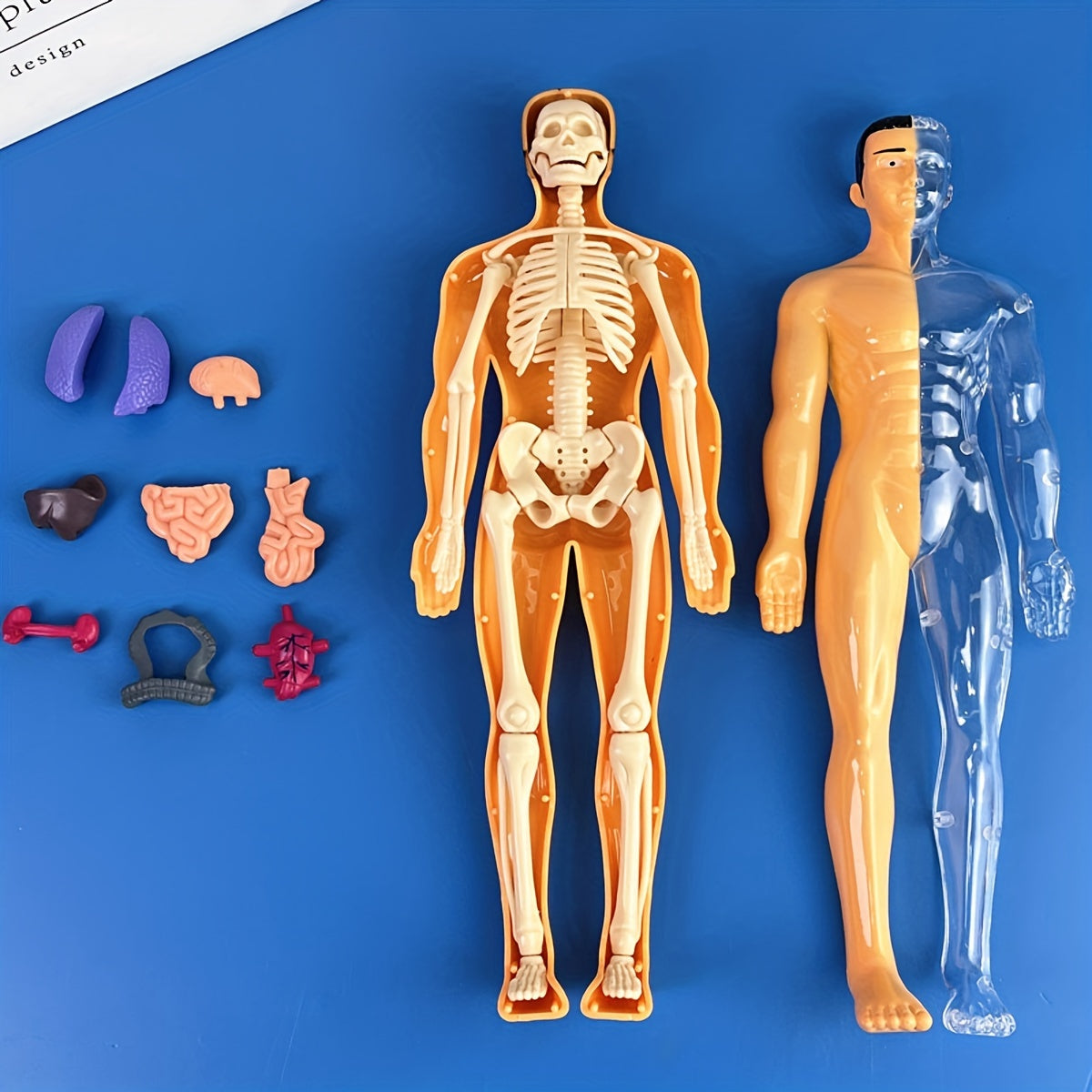 Educational human anatomy model kit with clear plastic skeleton and detachable organs. Includes English language instructions for science classroom use.