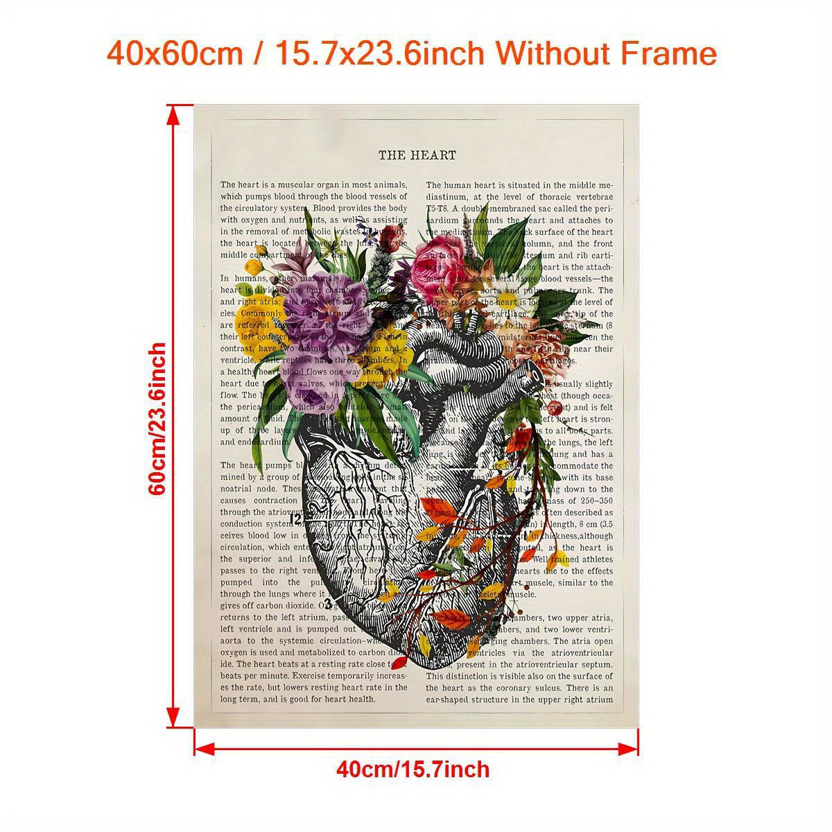 Heart anatomy canvas poster print for cardiologist gift or medical decor, ideal for wall art in home or medical school. Unframed.