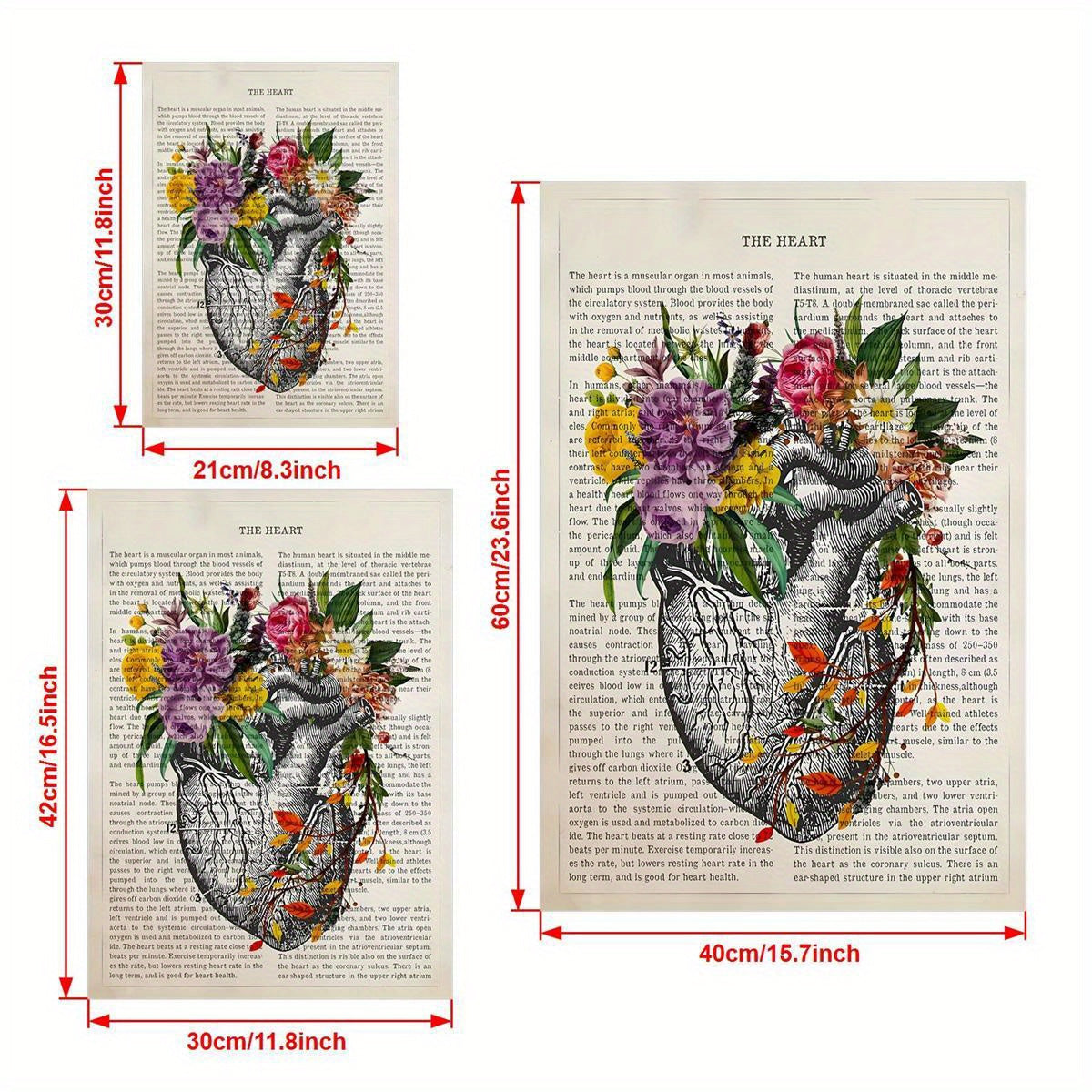 Heart anatomy canvas poster print for cardiologist gift or medical decor, ideal for wall art in home or medical school. Unframed.