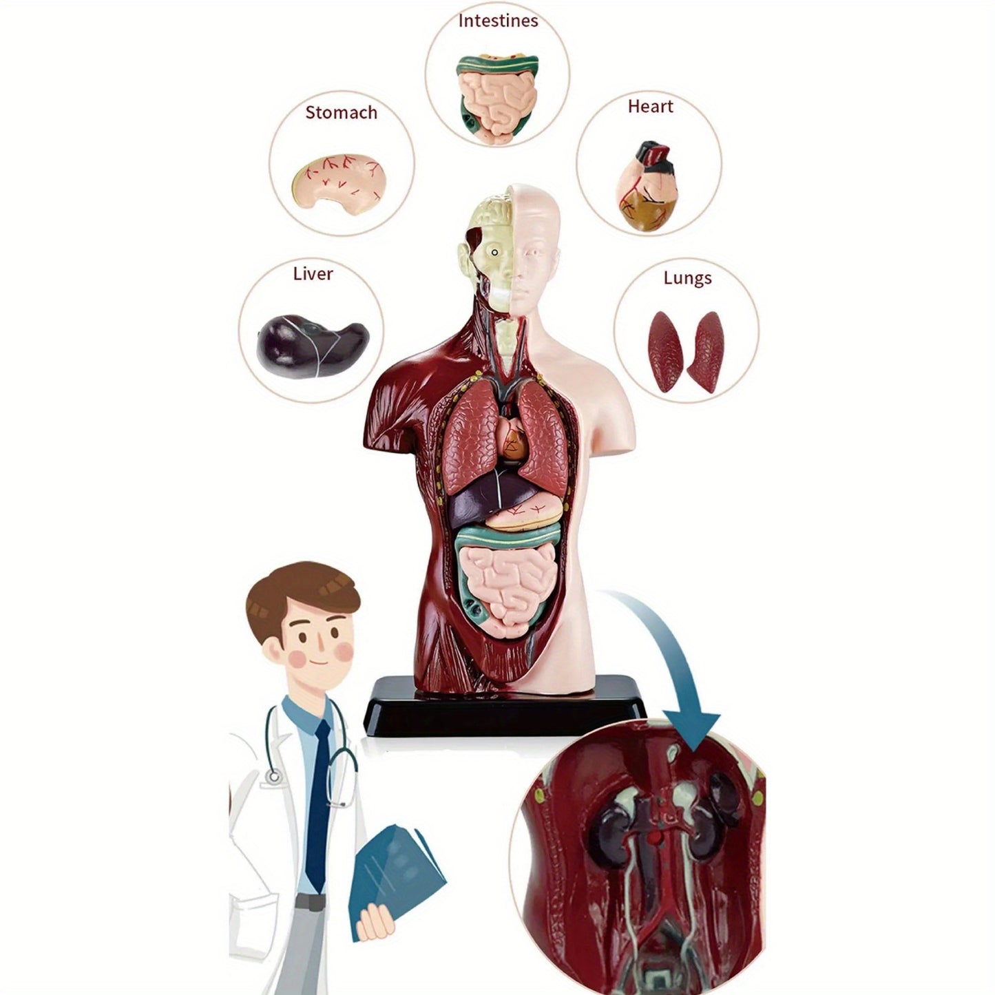 Skeleton model kit for STEM education and anatomy learning with organ assembly bone construction.