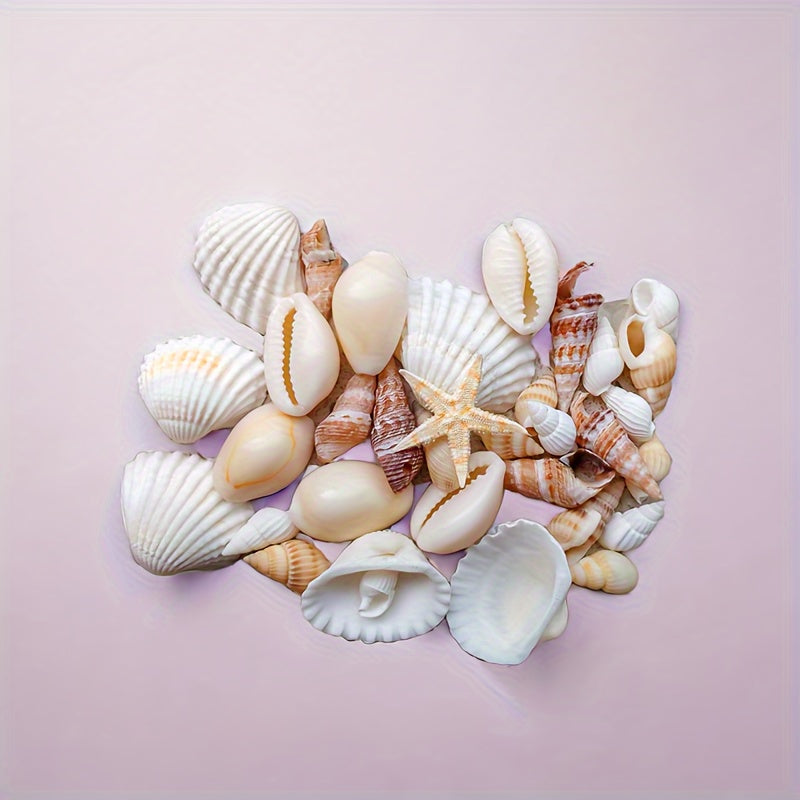 Seashell and conch mix for aquarium decor, DIY fish tank ornaments, and crafts.