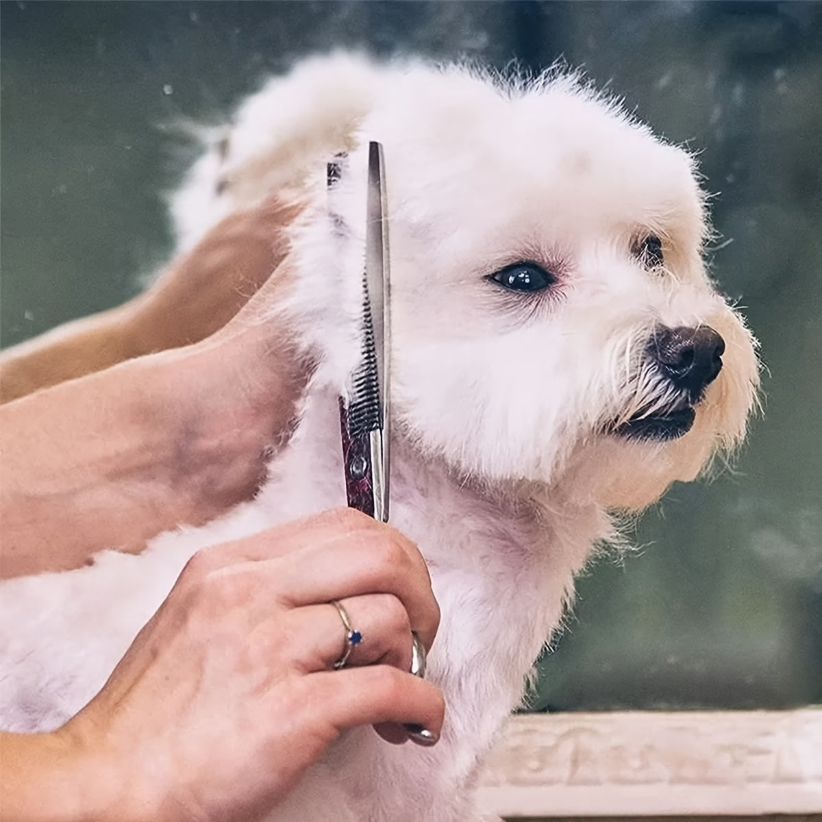 Pet Grooming Scissors - Professional Hair Trimming for Dogs, Curved Teeth Scissors for Haircutting and Cleaning.