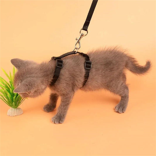 Safe and comfortable cat harness and leash set for kittens to keep them secure and happy.