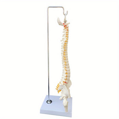 45cm flexible human spine model with stand, movable for medical teaching, educational spinal anatomy, suitable for ages 14+. Ramadan Mubarak.