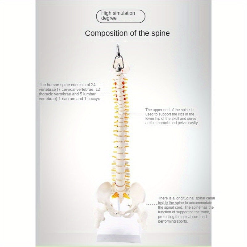 45cm flexible human spine model with stand, movable for medical teaching, educational spinal anatomy, suitable for ages 14+. Ramadan Mubarak.