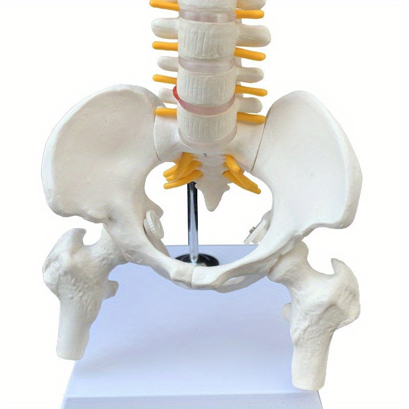 45cm flexible human spine model with stand, movable for medical teaching, educational spinal anatomy, suitable for ages 14+. Ramadan Mubarak.