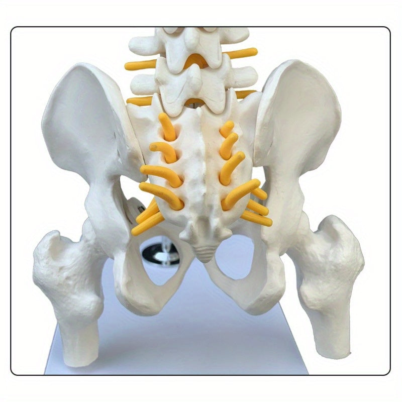 45cm flexible human spine model with stand, movable for medical teaching, educational spinal anatomy, suitable for ages 14+. Ramadan Mubarak.