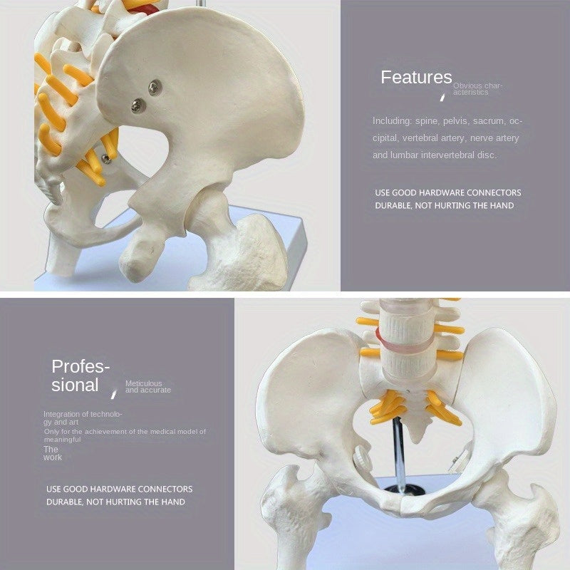 45cm flexible human spine model with stand, movable for medical teaching, educational spinal anatomy, suitable for ages 14+. Ramadan Mubarak.