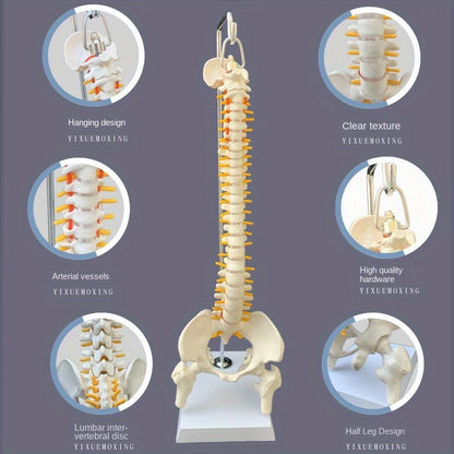 45cm flexible human spine model with stand, movable for medical teaching, educational spinal anatomy, suitable for ages 14+. Ramadan Mubarak.