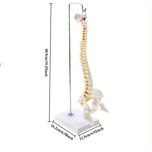 45cm flexible human spine model with stand, movable for medical teaching, educational spinal anatomy, suitable for ages 14+. Ramadan Mubarak.