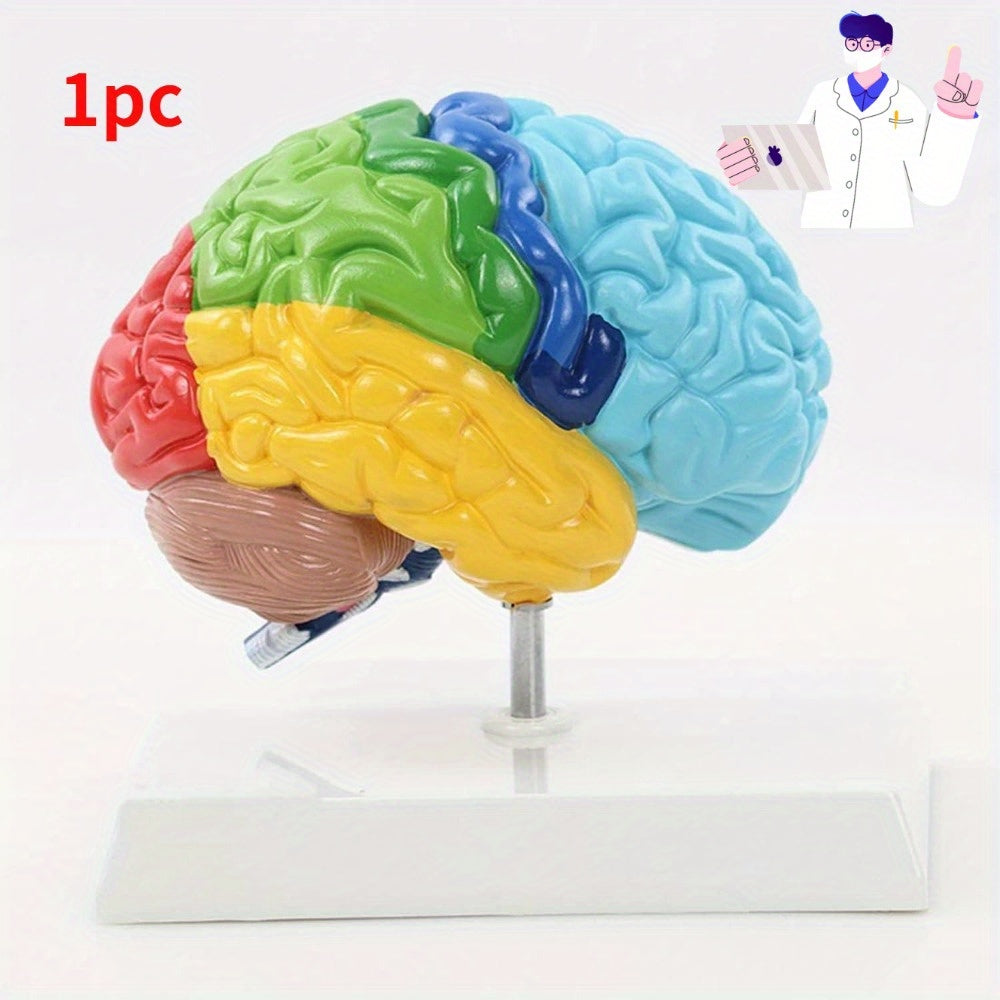 Life-sized human brain model with colorful anatomy for medical education, includes base.