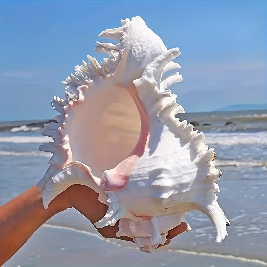 Mediterranean style small aquarium ornament made from natural conch shell and snail chrysanthemum design; Thousand-Handed Snail Chrysanthemum Snail Conch Shell Aquarium Decoration