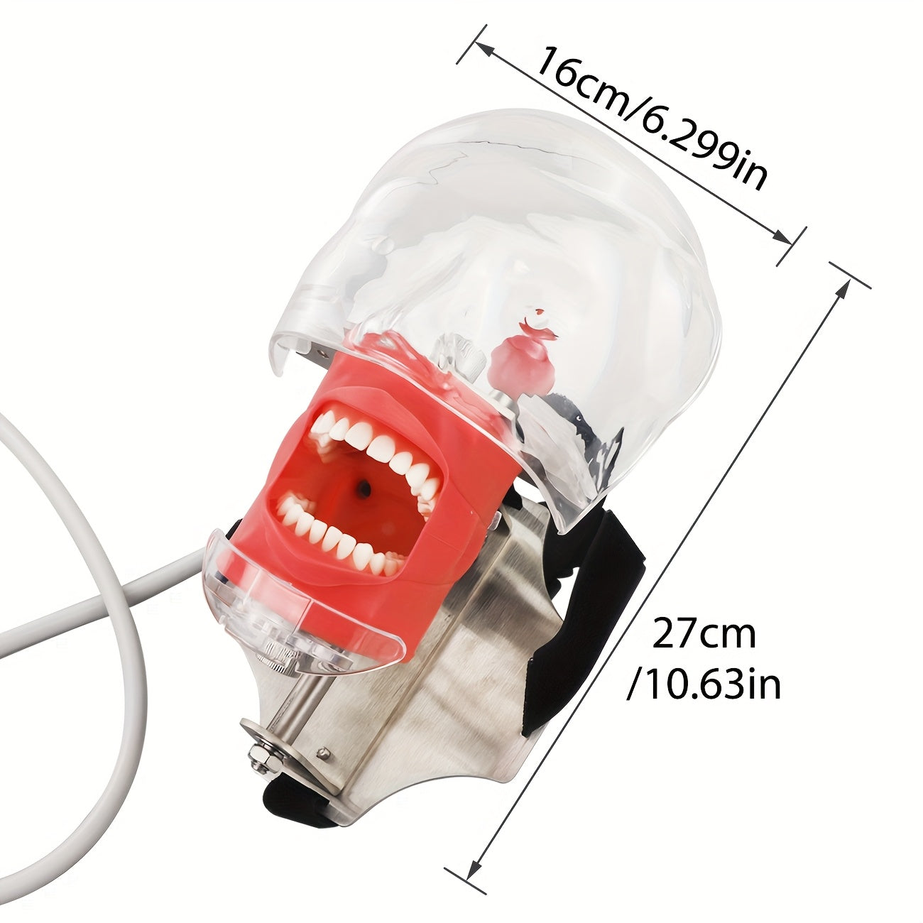 Dental simulation head model with removable teeth for orthodontic education, includes storage case and extra teeth.