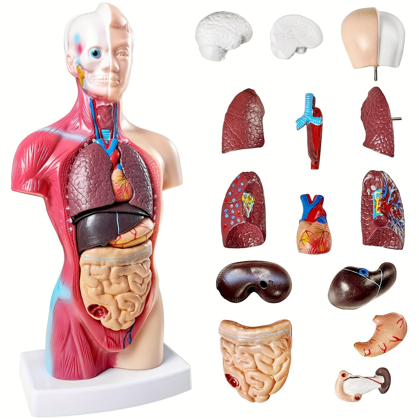 Human anatomy model with detachable organs, 26.67cm tall. Made of durable PVC material. Perfect for medical students and educational displays.