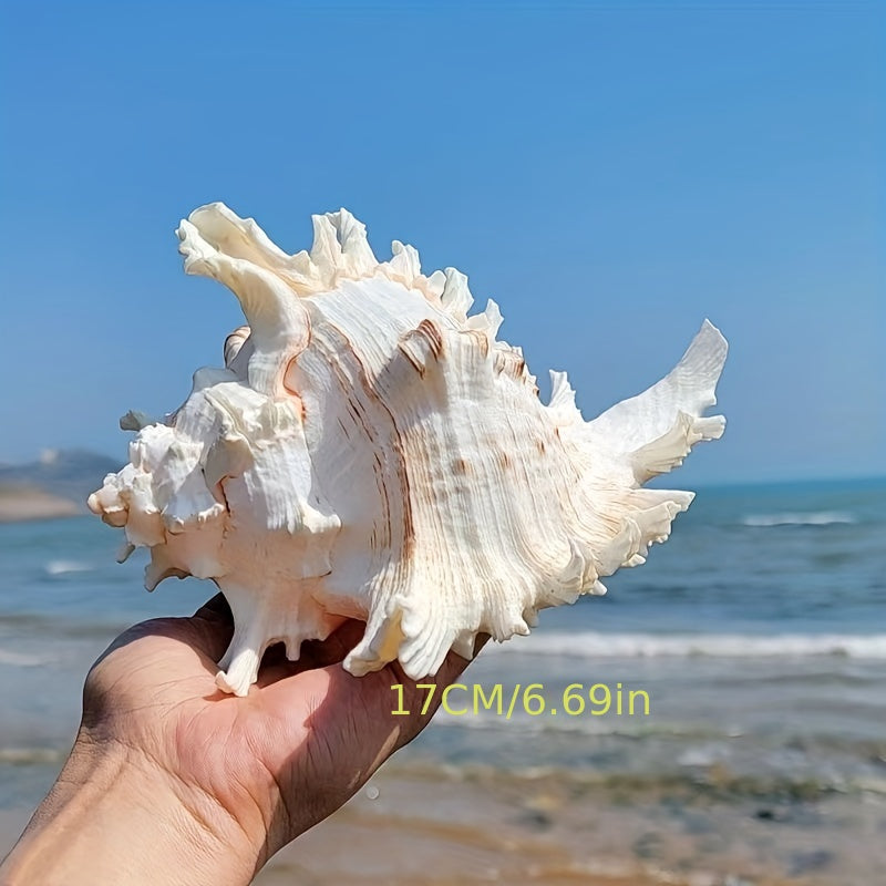 Stunning natural seashells, ideal for aquarium decor and fish tank landscaping!