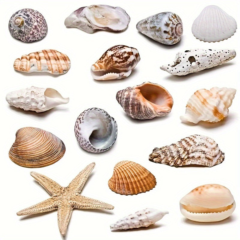 Assorted sizes 0.6cm-1.2cm Natural Conch Shells, 100/300/600pcs for aquariums, suitable for various fish species