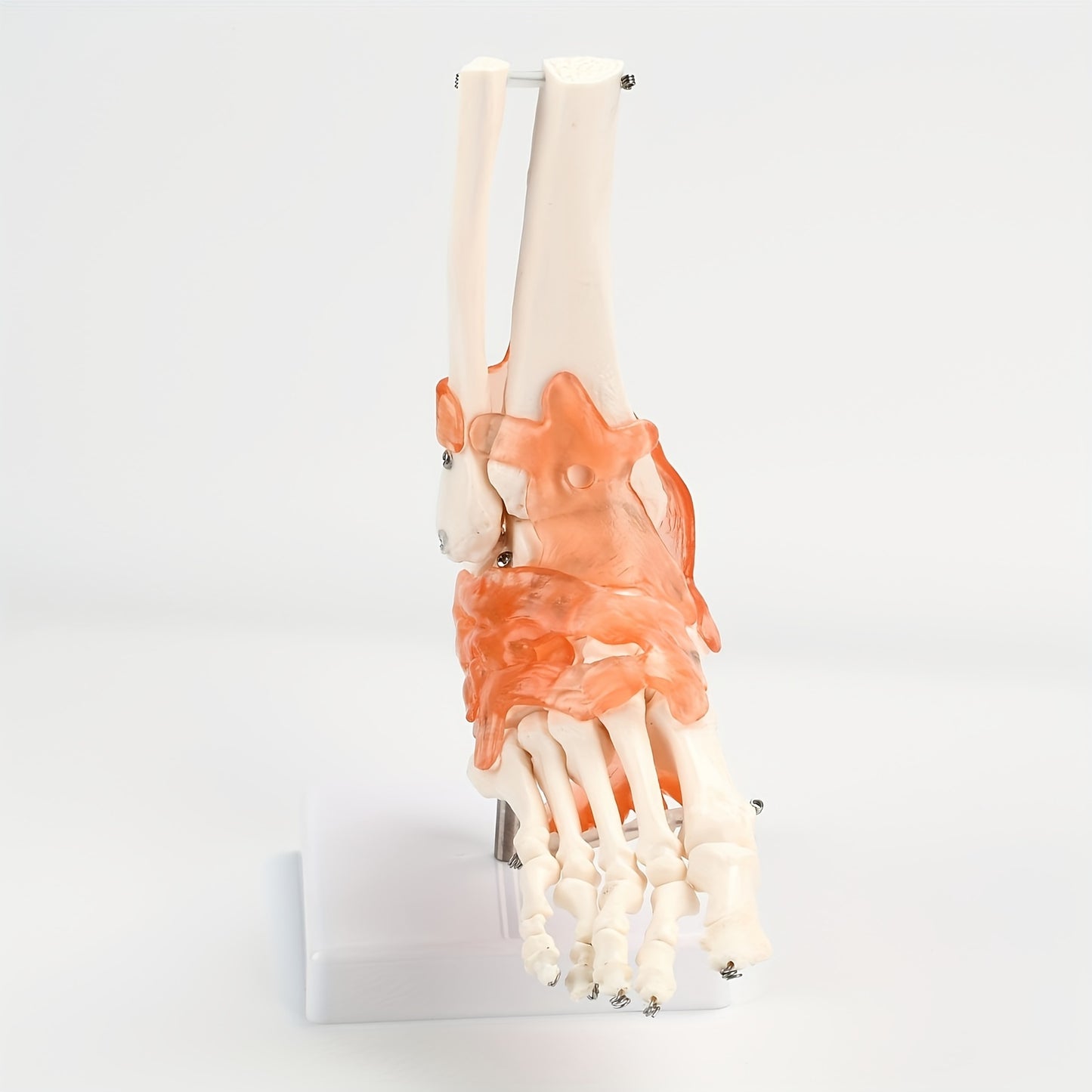 1pc Plastic Human Ankle Joint Model with Ligaments - 1:1 Scale, Chinese Medical Teaching Tool.