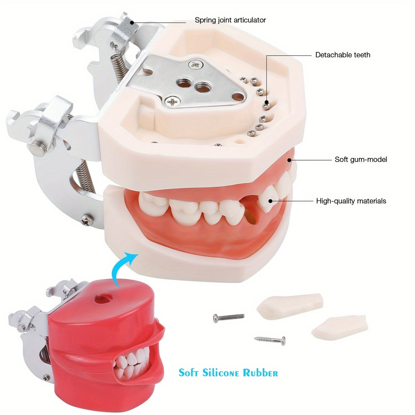 Дентальная учебная модель с съемными зубами и винтом, изготовленная из термопластичной резины с мягкими деснами для практики.