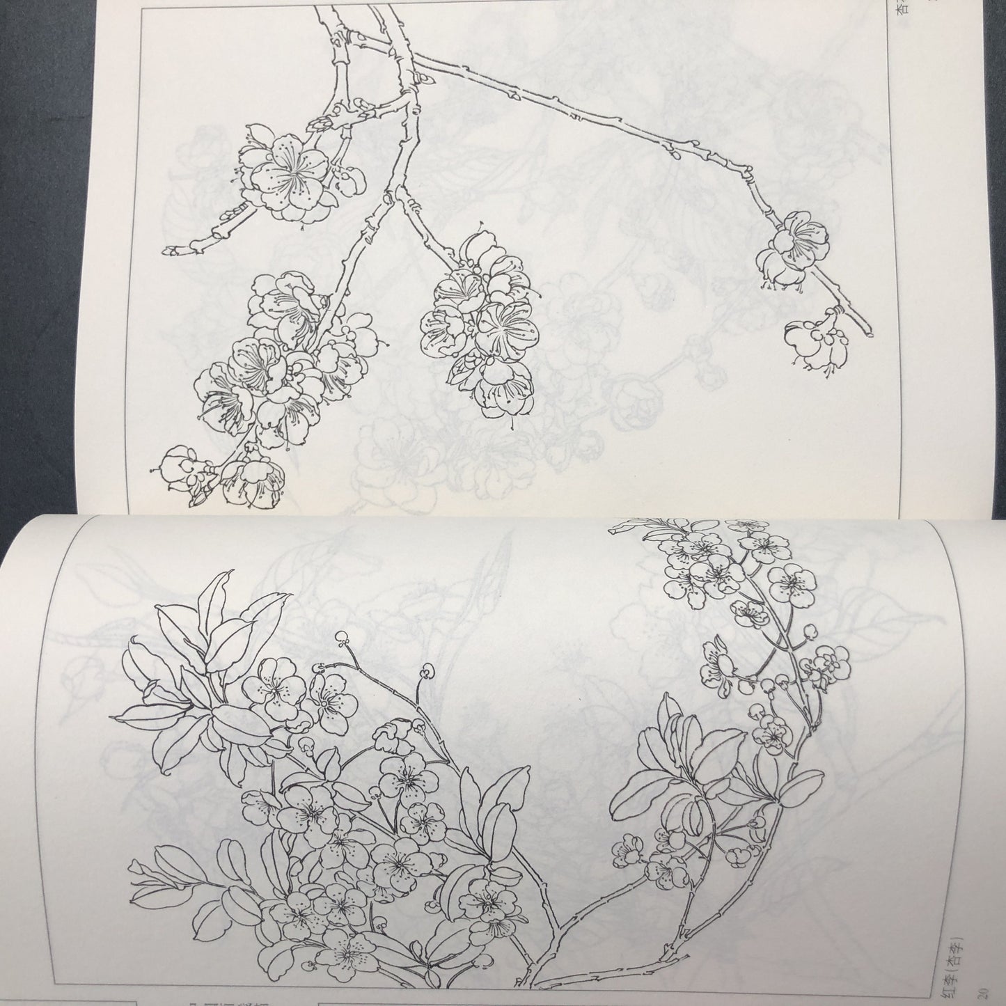 Guide to Traditional Chinese Ink Floral Painting. Chinese Version.