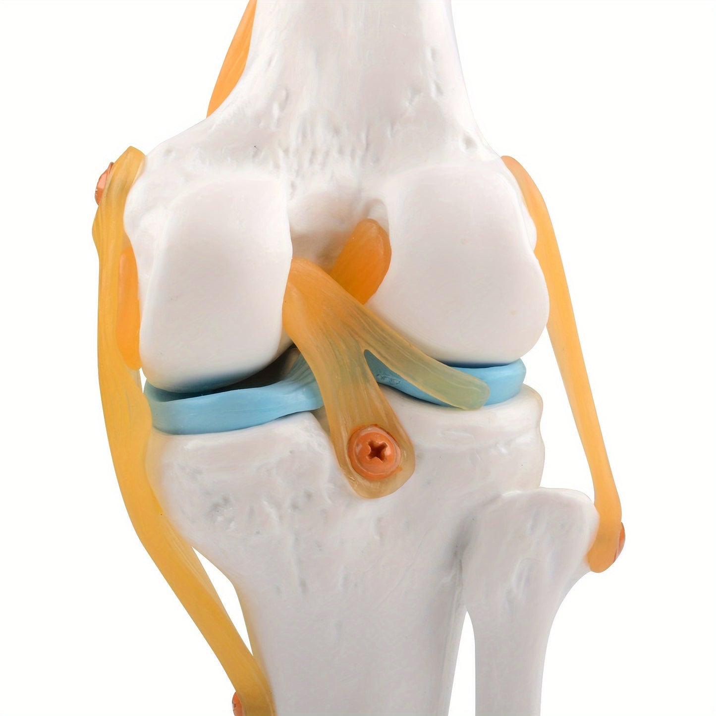 Life size, lightweight knee joint model with ligaments for anatomy education and patient understanding.