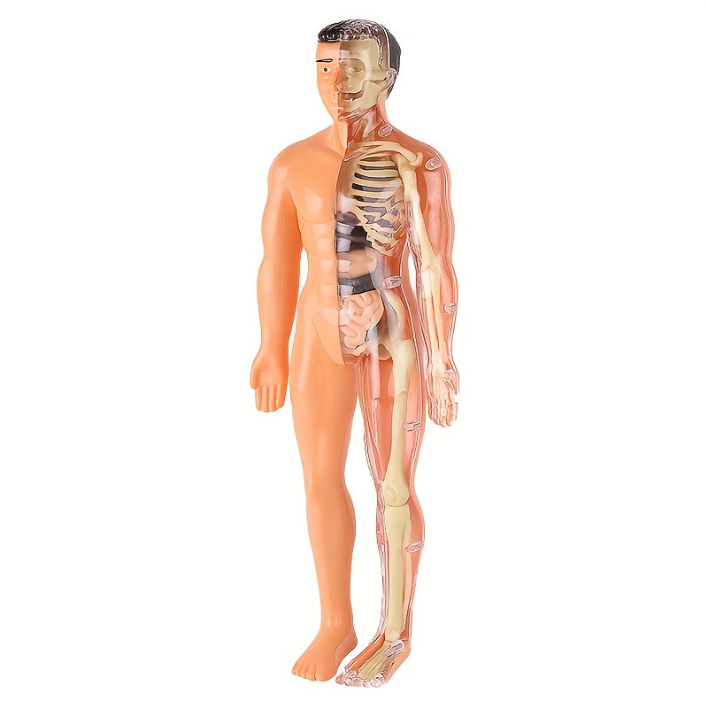 30pc Human Anatomy Model Set - Removable Skeleton and Torso - STEM Kit for Teens - Medical Teaching Model Kit with Organs - Learning Tool for Science Demonstrations.