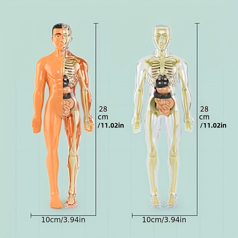 30pc Human Anatomy Model Set - Removable Skeleton and Torso - STEM Kit for Teens - Medical Teaching Model Kit with Organs - Learning Tool for Science Demonstrations.