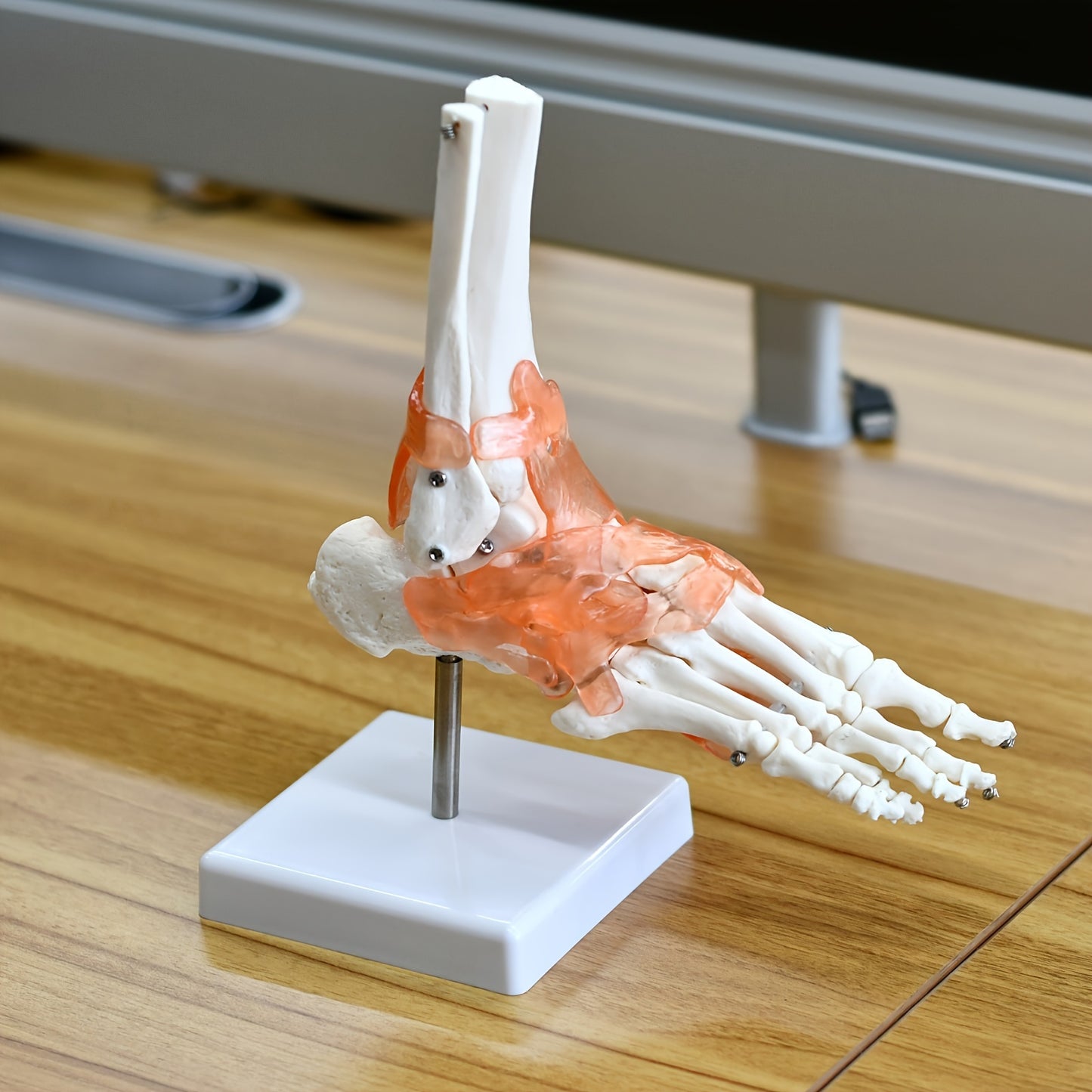 1pc Plastic Human Ankle Joint Model with Ligaments - 1:1 Scale, Chinese Medical Teaching Tool.