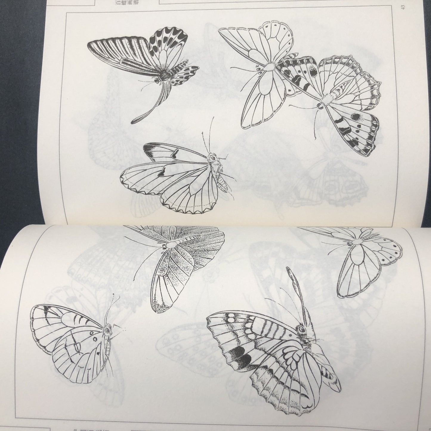 Chinese version of Painting Book of Hundred Butterflies, with line drawing.