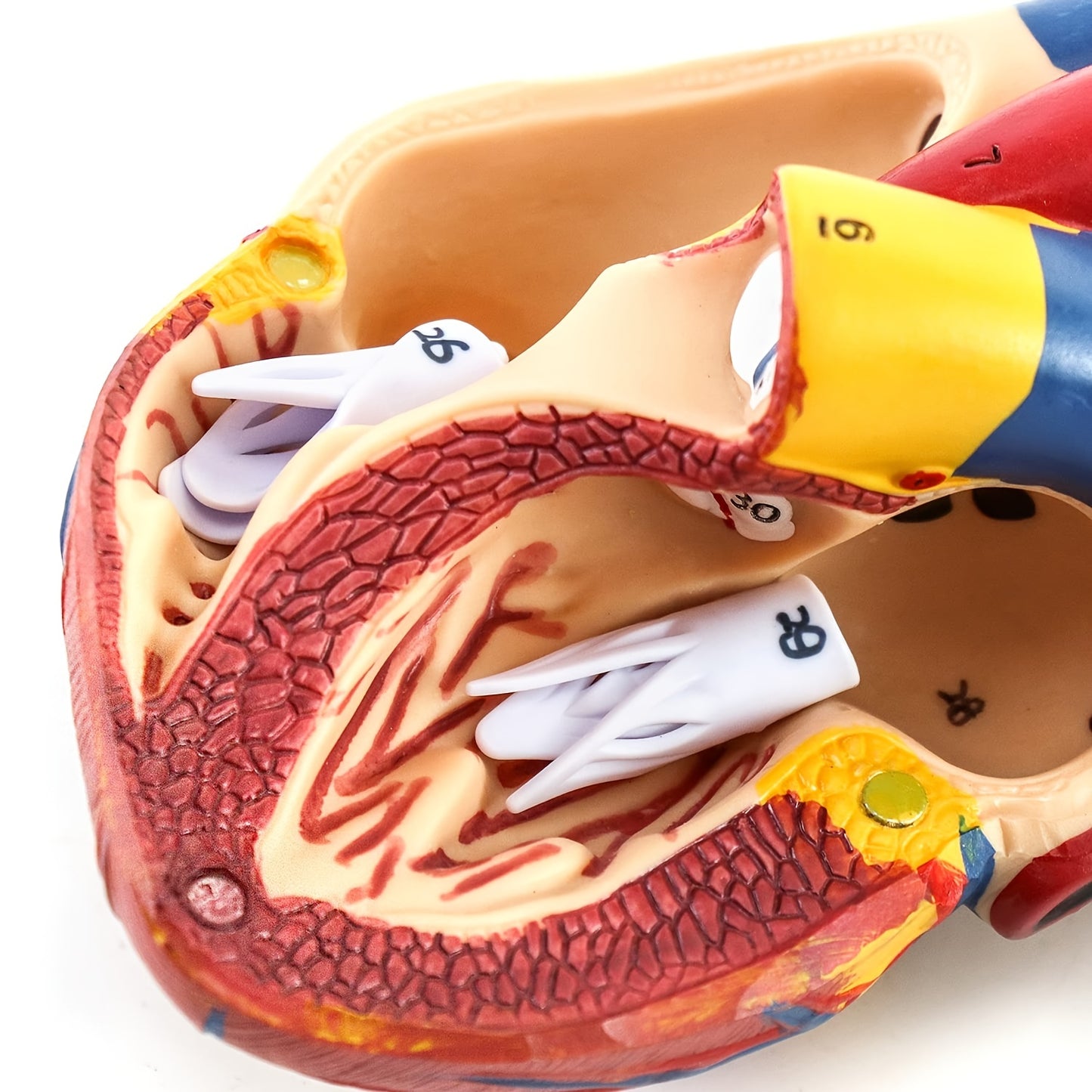 Anatomically accurate human heart model with 34 structures, real size.