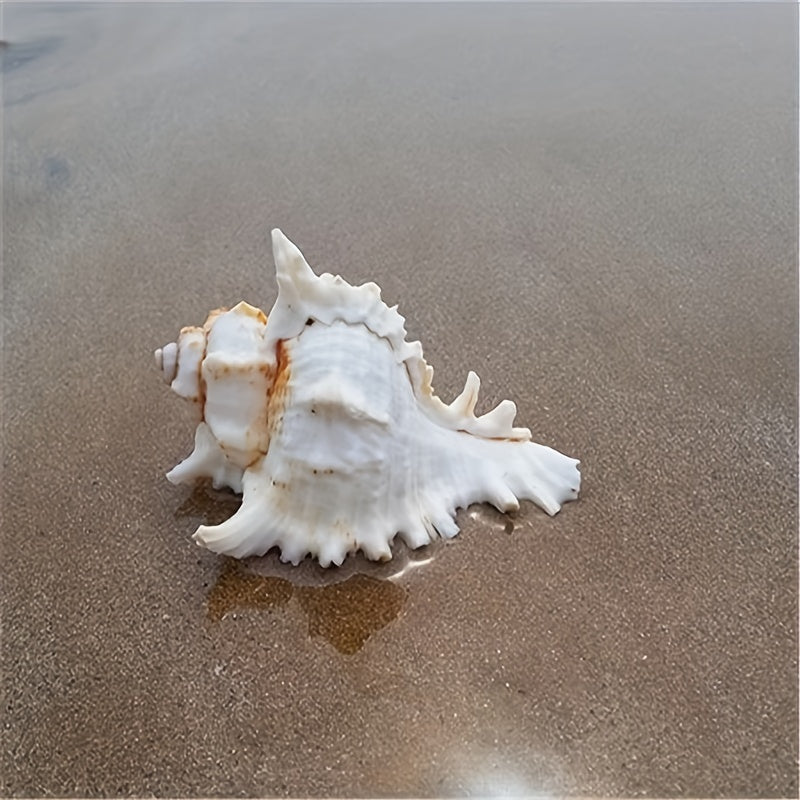 Mediterranean style small aquarium ornament made from natural conch shell and snail chrysanthemum design; Thousand-Handed Snail Chrysanthemum Snail Conch Shell Aquarium Decoration