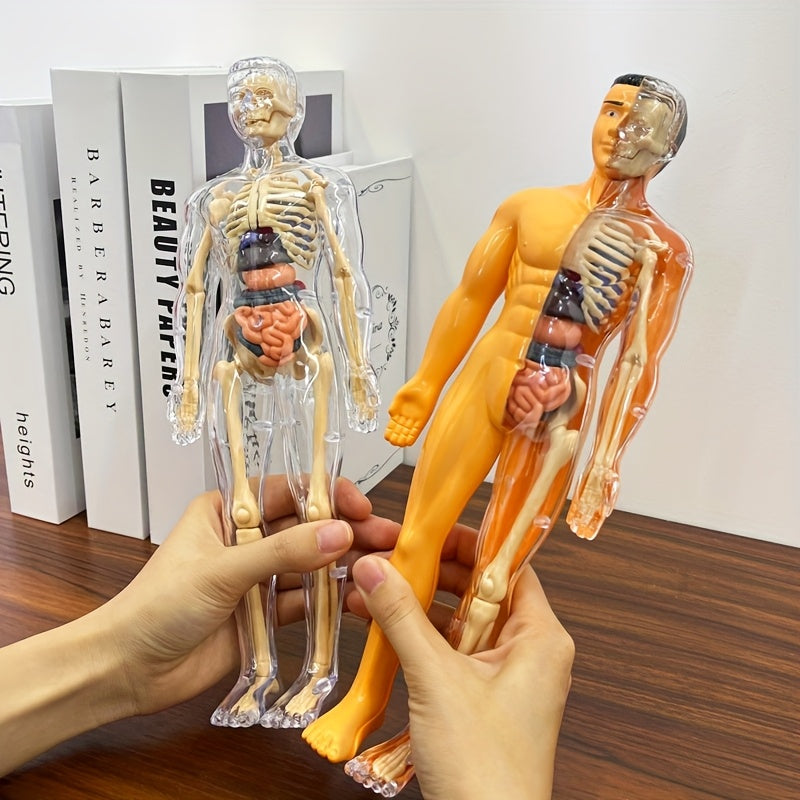 30pc Human Anatomy Model Set - Removable Skeleton and Torso - STEM Kit for Teens - Medical Teaching Model Kit with Organs - Learning Tool for Science Demonstrations.