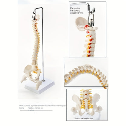 45cm flexible human spine model with stand, movable for medical teaching, educational spinal anatomy, suitable for ages 14+. Ramadan Mubarak.