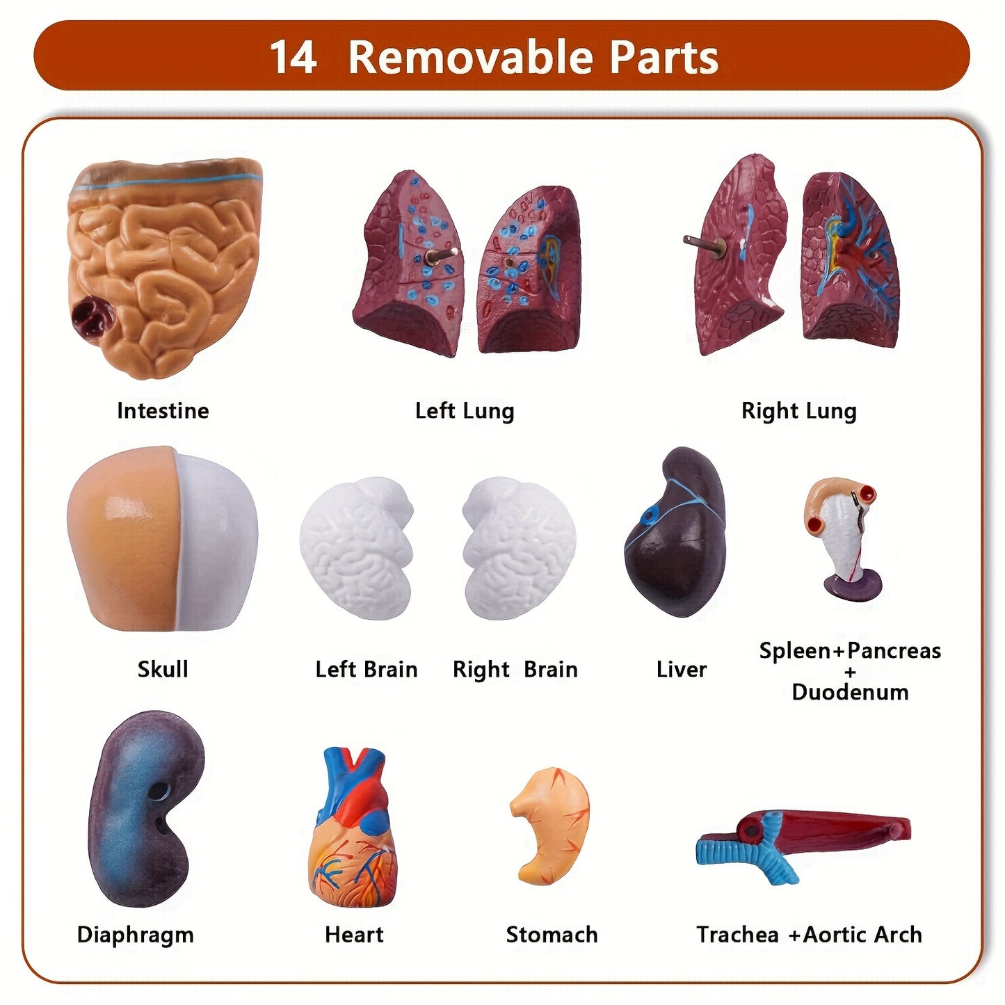 Human anatomy model with detachable organs, 26.67cm tall. Made of durable PVC material. Perfect for medical students and educational displays.