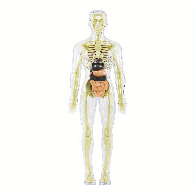 Children's 30-piece human anatomy model set with removable skeleton and torso. Educational STEM toy for kids and teens. Plastic anatomy kit is 27.94cm tall.