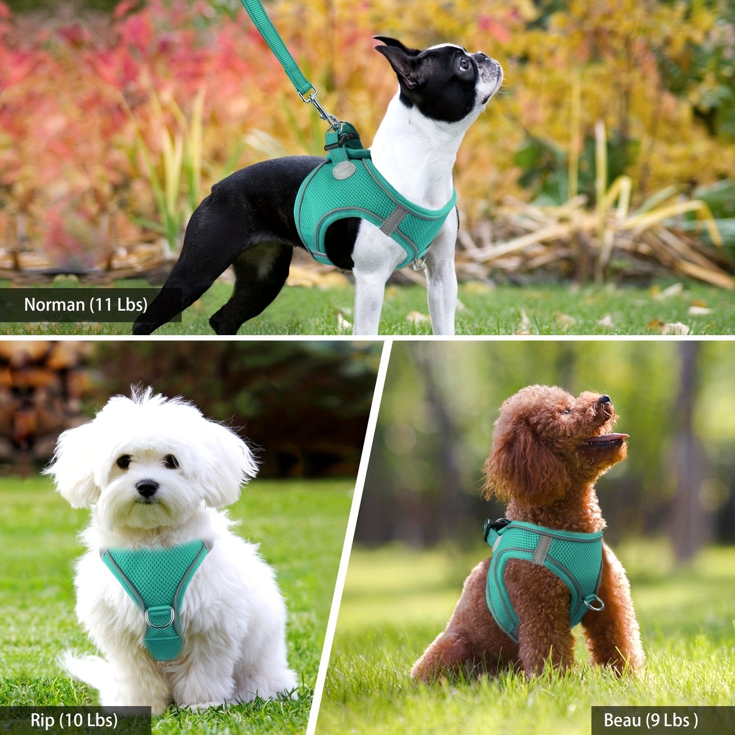 Joytale Reflective Dog Harness and Leash Set for small to medium breeds. Comfortable mesh vest with padded nylon lead, dual D-ring, poop bag dispenser.